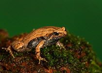 Ornate narrow-mouthed frog (Microhyla ornate)  Amboli, Maharashtra, India.