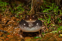 Frog (Fejervarya syhadrensis). Amboli, Maharashtra, India. Endemic to Western Ghats