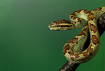 Malabar pit viper (Trimeresurus malabaricus), green colour morph. Agumbe, Karnataka, Western Ghats. India. Endemic.