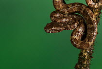 Malabar pit viper (Trimeresurus malabaricus), brown colour morph. Agumbe, Karnataka, Western Ghats. India. Endemic.