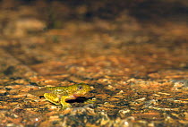 Malabar gliding frog (Rhacophorus malabaricus), tadpole in last stage of development into frog. Western Ghats. Coorg, Karnataka, India. Endemic.