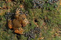 Humayuns night frog (Nyctibatrachus humayuni), male guarding cluster of eggs laid on rock near stream. Western Ghats Amboli, Maharashtra, India. Endemic. Vulnerable species