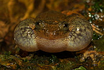 Humayuns night frog (nyctibatrachus humayuni), close-up of male calling,  vocal sacs inflated. Western Ghats Amboli, Maharashtra, India. Endemic. Vulnerable species