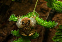 Humayuns night frog (nyctibatrachus humayuni), male calling with vocal sacs inflated, sitting on leaf. Western Ghats Amboli, Maharashtra, India. Endemic. Vulnerable species