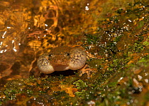 Humayuns night frog (Nyctibatrachus humayuni), male calling along forest stream.  Amboli, Maharashtra, Endemic to Western Ghats. Vulnerable species