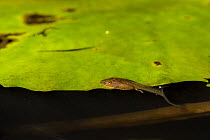 Malabar gliding frog (Rhacophorus malabaricus), tadpole feeding. Endemic to Western Ghats. Coorg, Karnataka
