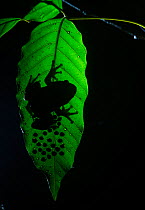 Humayuns night frog (nyctibatrachus humayuni), male guarding cluster of eggs on leaf. Western Ghats Amboli, Maharashtra, India. Endemic.