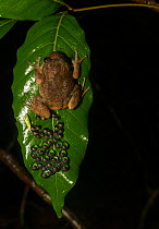 Humayuns night frog (nyctibatrachus humayuni), male guarding cluster of eggs on leaf. Western Ghats Amboli, Maharashtra, India. Endemic.