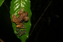 Humayuns night frog (nyctibatrachus humayuni), male guarding cluster of eggs on leaf. Western Ghats Amboli, Maharashtra, India. Endemic. Vulnerable species