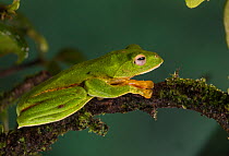 Malabar gliding frog (Rhacophorus malabaricus), male sitting on branch. Coorg, Karnataka, India. Endemic to Western Ghats.