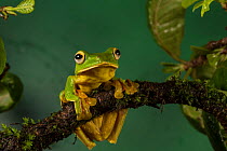 Malabar gliding frog (Rhacophorus malabaricus), male sitting on branch. Coorg, Karnataka, India. Endemic to Western Ghats.