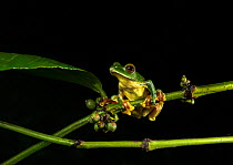 Malabar gliding frog (Rhacophorus malabaricus), male on branch of bush. Coorg, Karnataka, India. Endemic to Western Ghats.