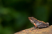 Dancing frog (Micrixalus saxicola) endemic to Western Ghats. Coorg, Karnataka, India.  Vulnerable species