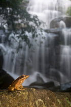 Golden frog (Hylarana aurantiaca) waterfall in background. Coorg, Karnataka, India.