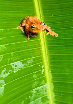 Blue-eyed bush frog (Raorchestes luteolus),  Coorg, Karnataka, India. Endemic to Western Ghats.