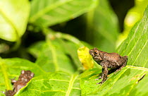 Bush frog (Raorchestes tuberohumerus) Coorg, Karnataka, India. Endemic to Western Ghats.