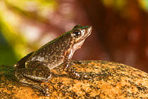Dancing frog (Micrixalus saxicola)  Coorg, Karnataka, India. Endemic to Western Ghats.  Vulnerable species