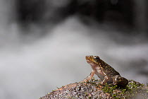Dancing frog (Micrixalus saxicola). Coorg, Karnataka, India. Endemic to Western Ghats.  Vulnerable species