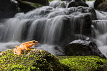 Golden frog (Hylarana aurantiaca) with waterfall in background. Coorg, Karnataka, India.
