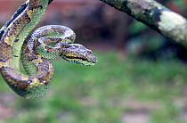 Malabar pit viper (Trimeresurus malabaricus), green colour morph, Agumbe, Karnataka, India. Endemic to Western Ghats.