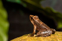 Dancing frog (Micrixalus nelliampathy) profile,  Anamalai Wildlife Sanctuary, India. Endemic to Western Ghats.