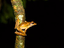 Western tree frog (Polypedates occidentalis)  Agumbe, Karnataka, India. Endemic to Western Ghats.