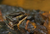 Kottigehara dancing frog (Micrixalus kottigeharensis ), pair in amplexus. Endemic to Western Ghats. Agumbe, Karnataka, India. Critically endangered species.