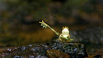 Kottigehara dancing frog (Micrixalus kottigeharensis ), 'dancing frog' name given because of foot flagging behavior between competing males. Endemic to Western Ghats. Agumbe, Karnataka, India. Critica...
