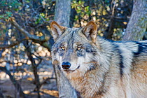 Arctic grey wolf (Canis llupus linnaeus) California Wolf Centre, Captive, San Diego County, California, USA, October.
