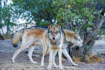 Arctic grey wolf (Canis llupus linnaeus) California Wolf Centre, Captive, San Diego County, California, USA, October.