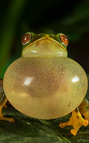 Jayarami Bush frog (Raorchestes jayarami), inflating vocal sac, calling to attract mate, Endemic to Western Ghats. Anamalai Wildlife Sanctuary, India.