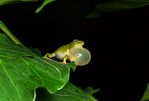 Jayarami bush frog (Raorchestes jayarami), inflating vocal sac, calling to attract mate, Endemic to Western Ghats. Anamalai Wildlife Sanctuary, India.