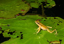 Golden frog (Hylarana aurantiaca) on floating leaf in water. Anamalai wildlife sanctuary, India.