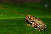 Glandular bush frog (Raorchestes glandulosus) Coorg, Karnataka, India. Endemic to Western Ghats. Vulnerable species.