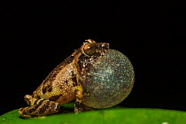 Anil's bush frog (Raorchestes anili) inflating vocal sac to attract mate, Endemic to Western Ghats.  Coorg, Karnataka, India.