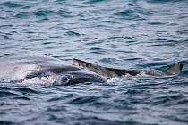 Great white shark (Carcharodon carcharias) feeding on a recently deceased humpback whale calf (Megaptera novaeangliae), around six metres long off the coast of Raoul Island in the Kermadec archipelago...