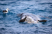 Antipodean albatross (Diomedea antipodensis) and Northern giant petrel (Macronectes halli) feeding on a recently deceased Humpback whale (Megaptera novaeangliae) calf around six metres long with disti...