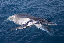 Humpback whale (Megaptera novaeangliae) calf around six metres long with distinctive bite marks from a Great White Shark (Carcharodon carcharias) off the coast of Raoul Island in the Kermadec archipel...