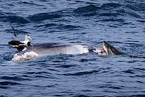 Great white shark (Carcharodon carcharias) and two Northern giant petrel (Macronectes halli) feeding on a recently deceased Humpback whale (Megaptera novaeangliae) calf, around six metres long off the...