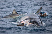 Great white shark (Carcharodon carcharias) and two Northern giant petrel (Macronectes halli) feeding on a recently deceased Humpback whale (Megaptera novaeangliae) calf, around six metres long off the...