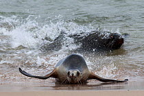 New Zealand sea lion (Phocarctos hookeri) male chasing down a female to mate, Sandy Bay colony, Enderby Island, Auckland Islands, New Zealand. Editorial use only. Editorial use only.