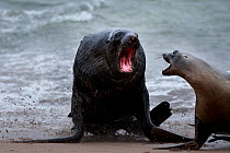 New Zealand sea lion (Phocarctos hookeri) male chasing down a female to mate, Sandy Bay colony, Enderby Island, Auckland Islands, New Zealand. Editorial use only. Editorial use only.