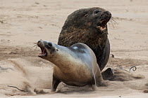 New Zealand sea lion (Phocarctos hookeri) adult male attempting to mate with female. Sandy Bay colony, Enderby Island, Auckland Islands, New Zealand. Editorial use only. Editorial use only.