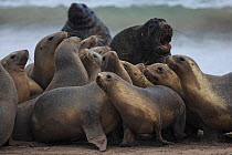 New Zealand sea lion (Phocarctos hookeri) females try escape male attempting to find a mate. Sandy Bay colony, Enderby Island, Auckland Islands archipelago, New Zealand. Editorial use only. Editorial...