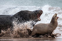 New Zealand sea lion (Phocarctos hookeri) male chasing down a female to mate, Sandy Bay colony, Enderby Island, Auckland Islands, New Zealand. Editorial use only.