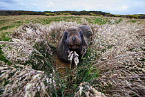 New Zealand sea lion (Phocarctos hookeri) sub adult male, Sandy Bay colony, Enderby Island, Auckland Islands archipelago, New Zealand. Editorial use only. Editorial use only.