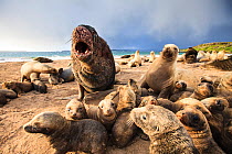 New Zealand sea lion (Phocarctos hookeri) breeding colony at Sandy Bay, Enderby Island, Auckland Islands archipelago, New Zealand. Editorial use only. Editorial use only.