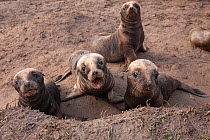 New Zealand sea lion (Phocarctos hookeri) pups at Sandy Bay, Enderby Island, Auckland Islands archipelago, New Zealand. Editorial use only. Editorial use only.