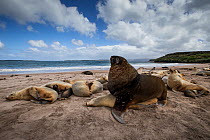 New Zealand sea lion (Phocarctos hookeri) pair mating at the Enderby Island colony in the subantarctic Auckland Islands archipelago, New Zealand. Editorial use only. Editorial use only.