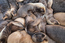 New Zealand sea lion (Phocarctos hookeri) pups huddle for warmth at the Sandy Bay colony, Enderby Island, Auckland Islands archipelago, New Zealand. Editorial use only. Editorial use only.